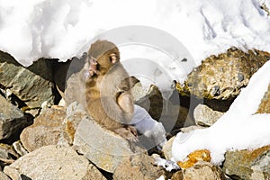 Injured Wild Baby Snow Monkey on Rocks