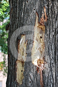 Injuries of an old oak tree trunk