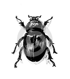 Big beetle