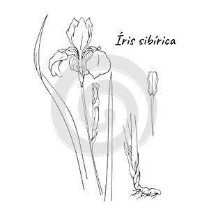 Ink, black and white iris flowers . Hand drawing botanical illustration with flower, leaves, root and seeds. Line sketch