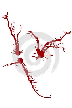 Ink or blood stains? (vector)