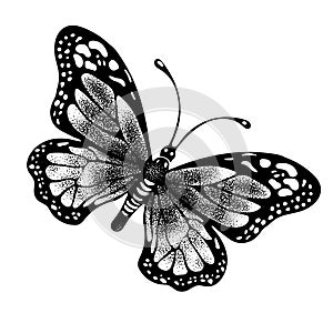 Ink butterfly hand drawing, doodle insect sketch, monochrome, print, tattoo. Painted in black inky graphic butterfly spread wings