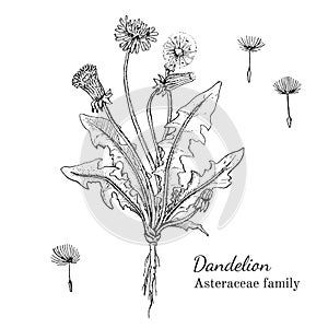 Ink dandelion hand drawn sketch