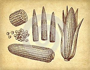 Ink drawing of corn.