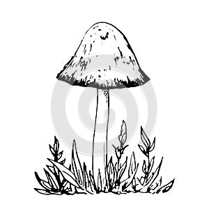 Ink drawing mushroom and grass