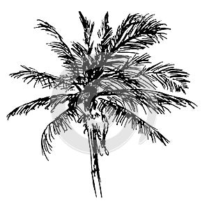 Ink Drawing of a Palm Tree - Vector Design in Black and White