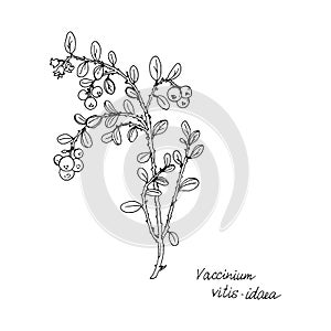Ink drawing plant of lingonberry