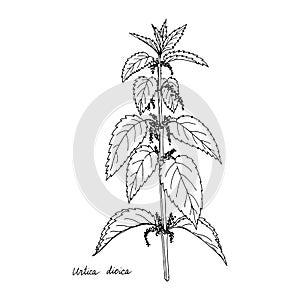 Ink drawing plant of nettle