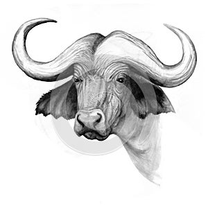 Ink drawing water buffalo head