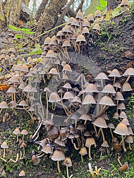 Ink fairy fungus group on a dead wood log