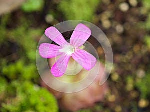 ink flower succulent plant Pinguicula moranensis ,Tina, grandiflora ,Mexican Butterworts Carnivorous photo