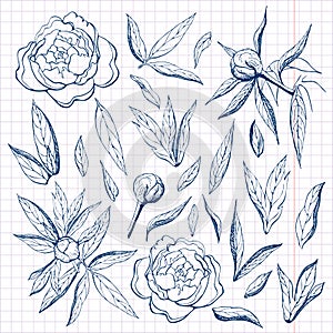 ink free hand drawn peonies collection. Pencil sketch of flower and leaves on sheet of paper. flower,branches,buds and leaves of