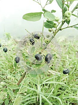 Ink Fruit with the title Considered Wild Plants photo