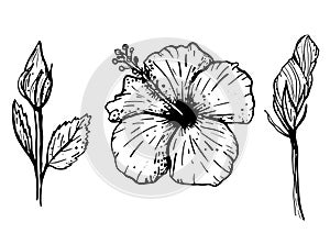 Ink hand drawn set of tropical hibiscus flowers. Botanical elements collection for design, Vector illustration