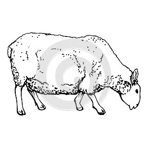 Ink hand drawn sketch of isolated object. Vector black silhouette of grazing domestic animal sheep livestock for wool