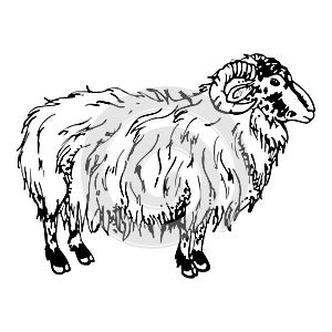 Ink hand drawn sketch of isolated object. Vector black silhouette of grazing domestic animal sheep ram livestock for