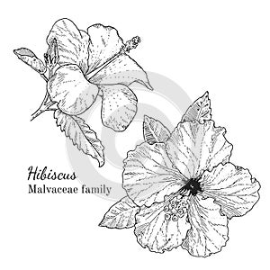 Ink hibiscus hand drawn sketch photo