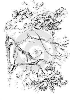Ink illustration of growing pine tree with some grass. Sumi-e, u-sin, gohua painting style. Silhouette made up of black brush photo