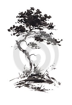 Ink illustration of growing pine tree. Sumi-e stile. photo