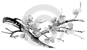 Ink illustration of sakura. Sumi-e style.