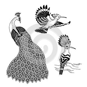 Ink illustrations of birds - hoopoe and peacock