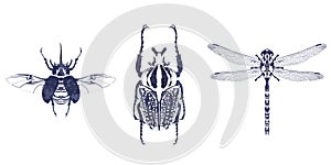 Ink insect drawing on white background