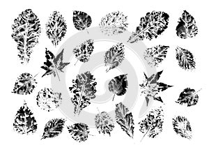 Ink leaf prints isolated on white background. Leaves from the autumn forest. Flower texture. Vector illustration