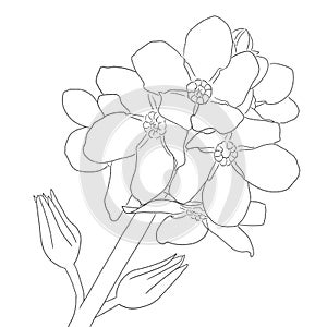 ink line drawing of forget-me-not flowers on a white background