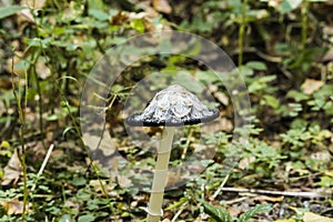 Ink mushroom Coprinus comatus, shaggy ink cap, poisonous mushrooms in the autumn forest, selective focus