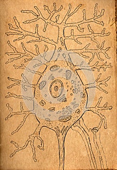 Ink pen illustration on aged paper depicting motor neuron structure