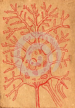 Ink pen illustration on aged paper depicting motor neuron structure