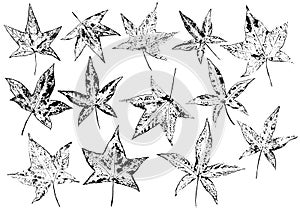 Ink prints of ajure five-point leaves on white background