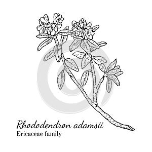 Ink rhododendron adamsii hand drawn sketch