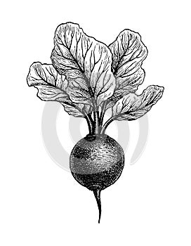 Ink sketch of beetroot.