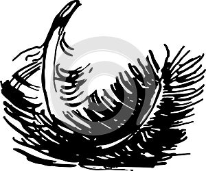 Ink sketch of black swan feathers vector isolated hand drawn