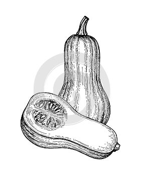 Ink sketch of butternut squash