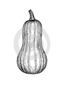 Ink sketch of butternut squash