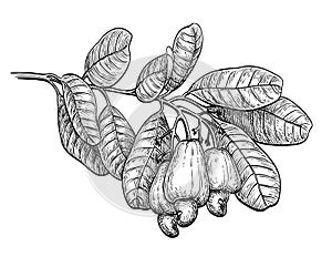 Ink sketch of cashew branch. photo