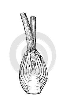 Ink sketch of fennel bulbs