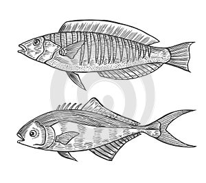 Ink sketch of fish