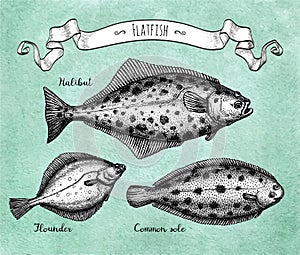 Ink sketch of flatfish photo