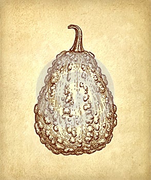 Ink sketch of gourd