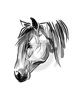 Ink sketch head horse