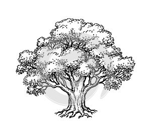 Ink sketch of oak tree.