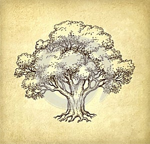 Ink sketch of oak tree.