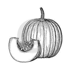 Ink sketch of pumpkin.