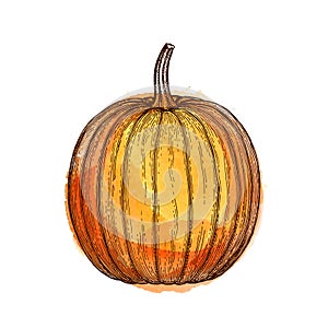 Ink sketch of pumpkin