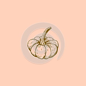Ink sketch of pumpkin with long stalk on pink background. Hand-drawn vector illustration