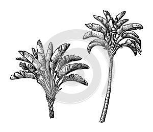 Ink sketch of ravenala palm.
