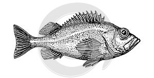 Ink sketch of rockfish. photo